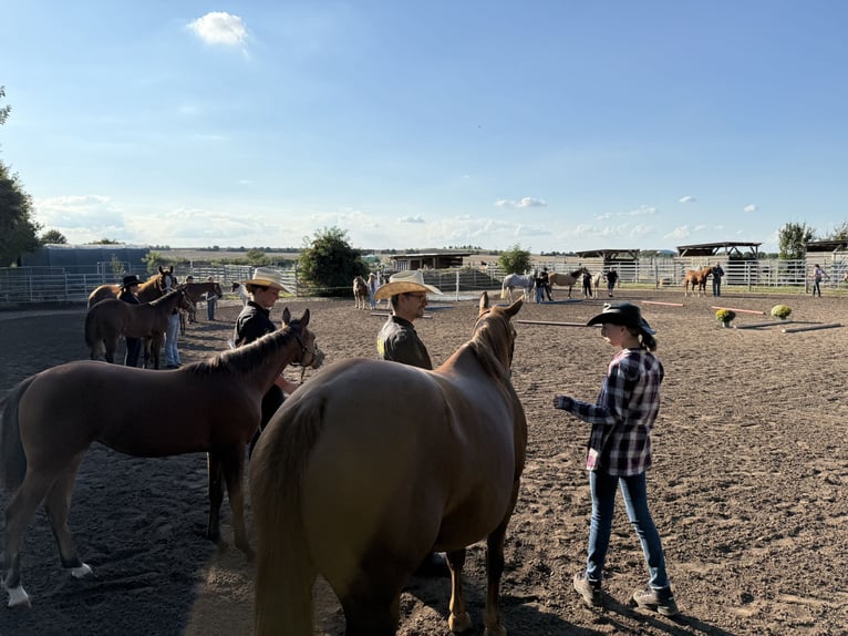 American Quarter Horse Mare Foal (03/2025) 14,2 hh Brown in Riethgen
