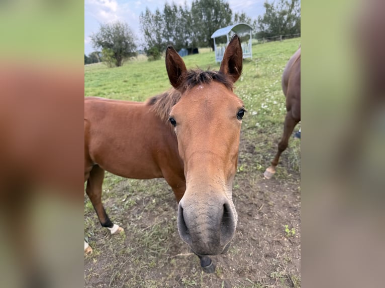 American Quarter Horse Mare Foal (03/2025) 14,2 hh Brown in Riethgen