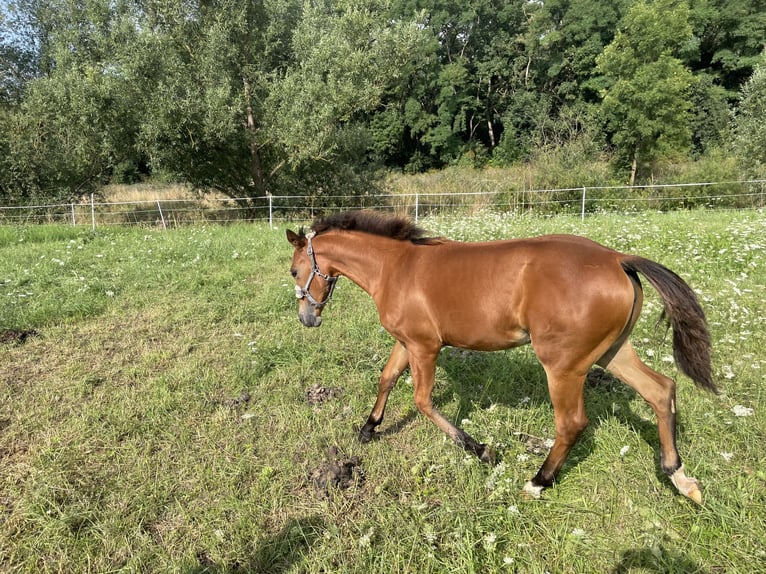 American Quarter Horse Mare Foal (03/2025) 14,2 hh Brown in Riethgen