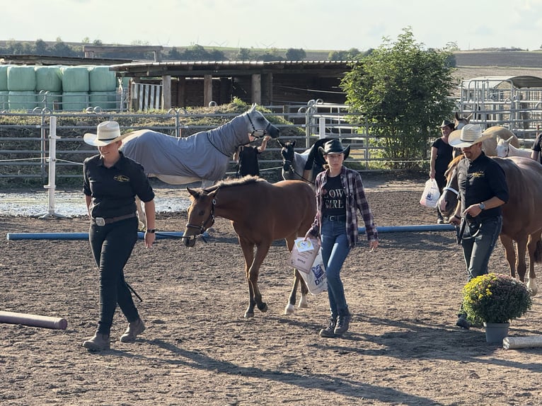 American Quarter Horse Mare Foal (03/2025) 14,2 hh Brown in Riethgen