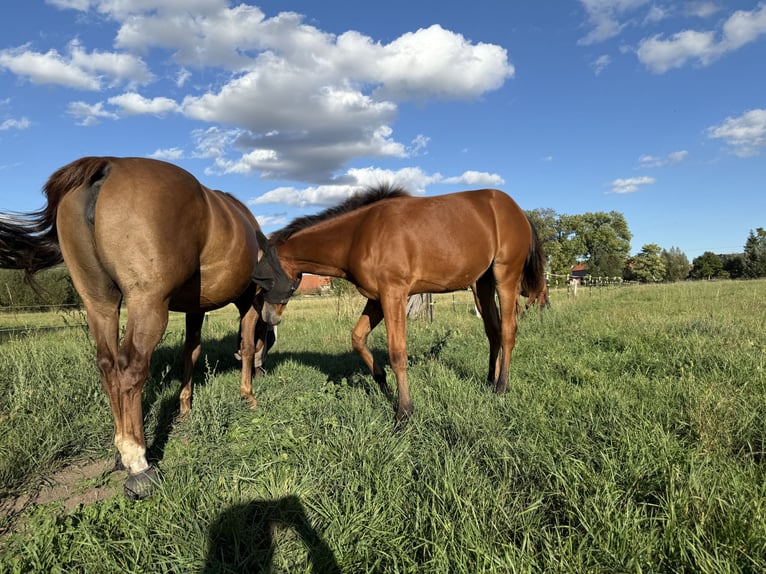 American Quarter Horse Mare Foal (03/2025) 14,2 hh Brown in Riethgen