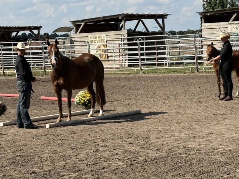 American Quarter Horse Mare Foal (03/2025) 14,2 hh Brown in Riethgen