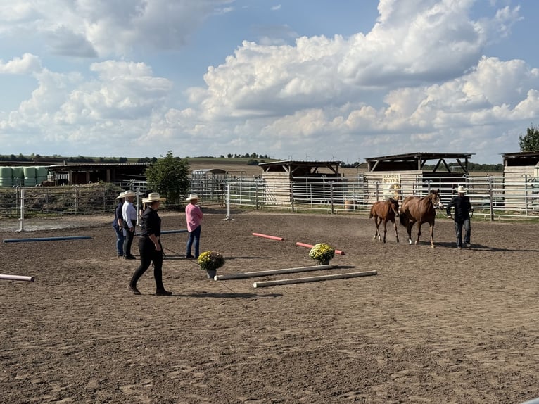 American Quarter Horse Mare Foal (03/2025) 14,2 hh Brown in Riethgen