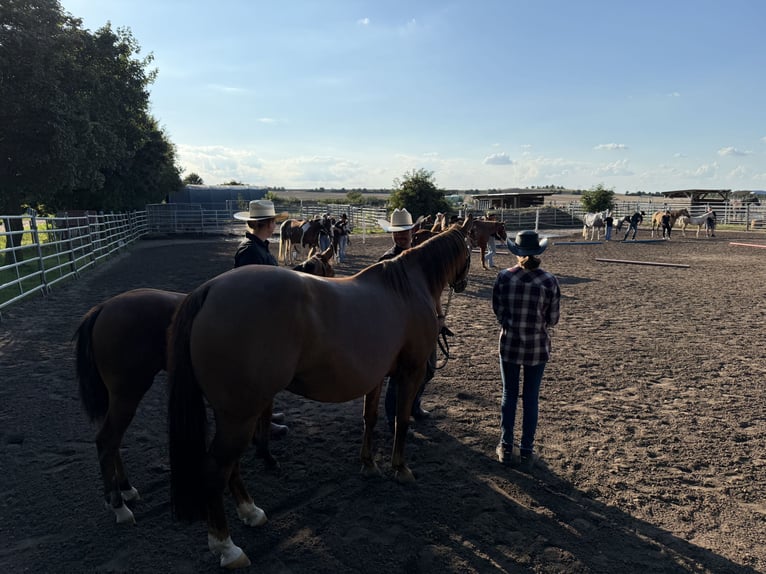American Quarter Horse Mare Foal (03/2025) 14,2 hh Brown in Riethgen