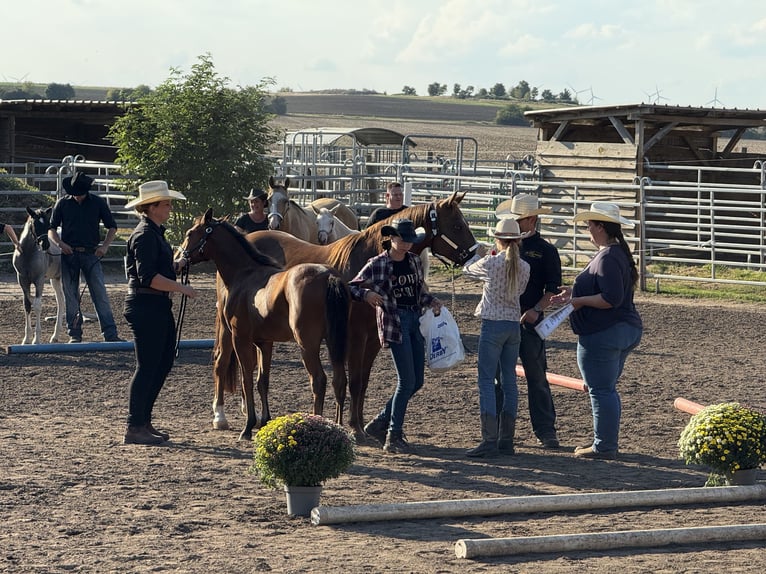 American Quarter Horse Mare Foal (03/2025) 14,2 hh Brown in Riethgen