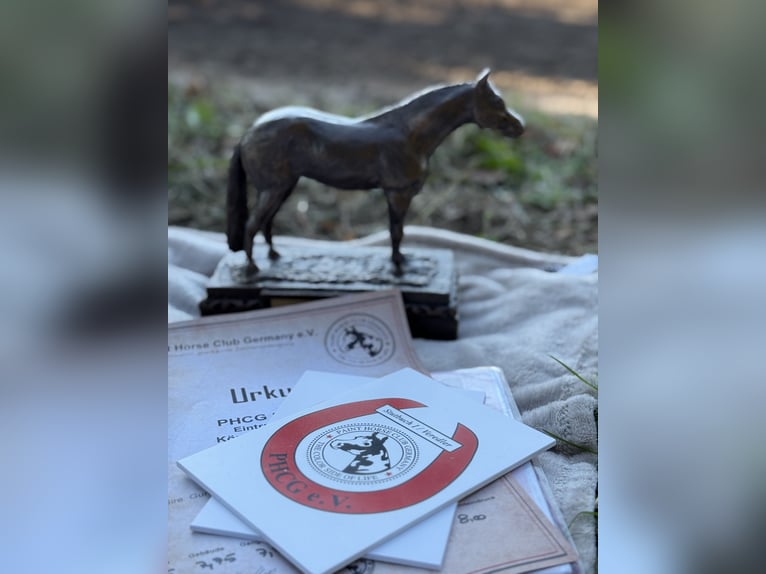 American Quarter Horse Mare Foal (03/2025) 14,2 hh Brown in Riethgen