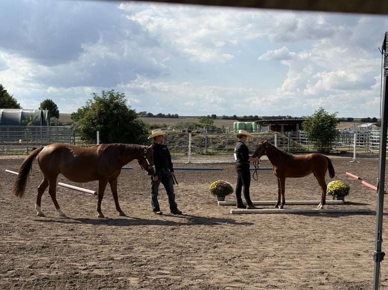 American Quarter Horse Mare Foal (03/2025) 14,2 hh Brown in Riethgen