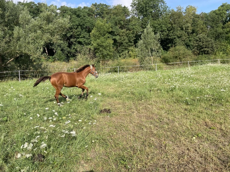 American Quarter Horse Mare Foal (03/2025) 14,2 hh Brown in Riethgen