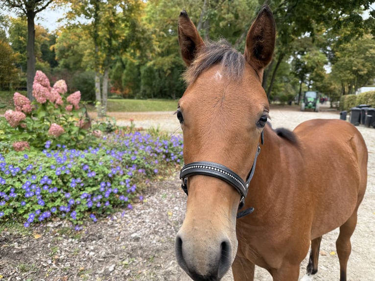 American Quarter Horse Mare Foal (03/2025) 14,2 hh Brown in Kindelbr&#xFC;ck