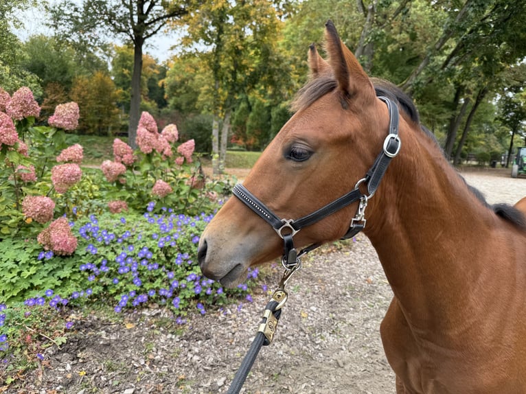 American Quarter Horse Mare Foal (03/2025) 14,2 hh Brown in Kindelbr&#xFC;ck