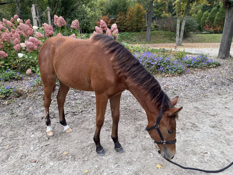 American Quarter Horse Mare Foal (03/2025) 14,2 hh Brown in Kindelbr&#xFC;ck