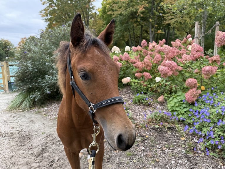 American Quarter Horse Mare Foal (03/2025) 14,2 hh Brown in Kindelbr&#xFC;ck