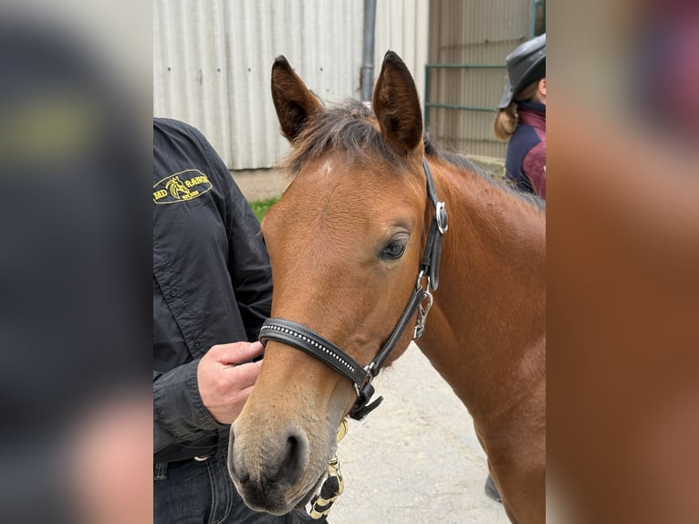 American Quarter Horse Mare Foal (03/2025) 14,2 hh Brown in Kindelbr&#xFC;ck