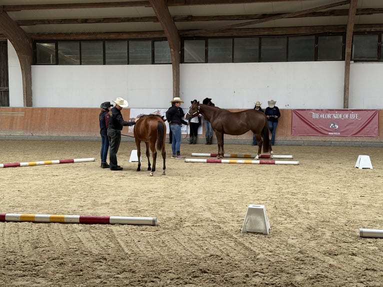 American Quarter Horse Mare Foal (03/2025) 14,2 hh Brown in Kindelbr&#xFC;ck
