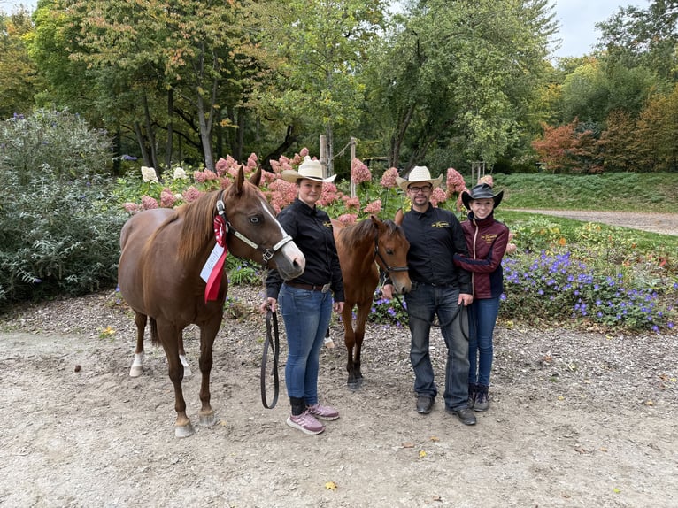 American Quarter Horse Mare Foal (03/2025) 14,2 hh Brown in Kindelbr&#xFC;ck