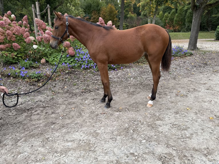 American Quarter Horse Mare Foal (03/2025) 14,2 hh Brown in Kindelbr&#xFC;ck
