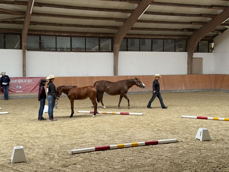 American Quarter Horse Mare Foal (03/2025) 14,2 hh Brown in Kindelbr&#xFC;ck
