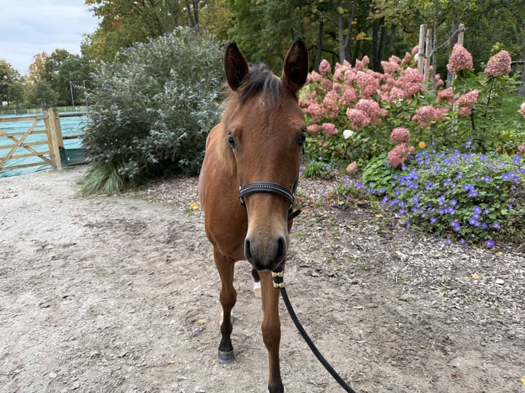 American Quarter Horse Mare Foal (03/2025) 14,2 hh Brown in Kindelbr&#xFC;ck
