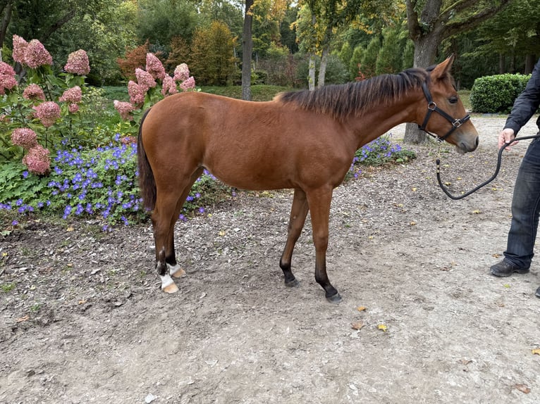 American Quarter Horse Mare Foal (03/2025) 14,2 hh Brown in Kindelbr&#xFC;ck
