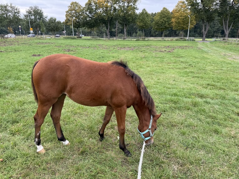 American Quarter Horse Mare Foal (03/2025) 14,2 hh Brown in Kindelbr&#xFC;ck