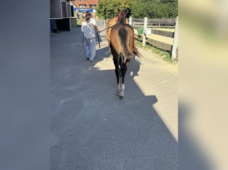 American Quarter Horse Mare Foal (04/2025) 14,2 hh Buckskin in H&#xF6;ringen