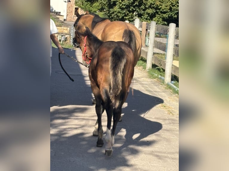 American Quarter Horse Mare Foal (04/2025) 14,2 hh Buckskin in H&#xF6;ringen