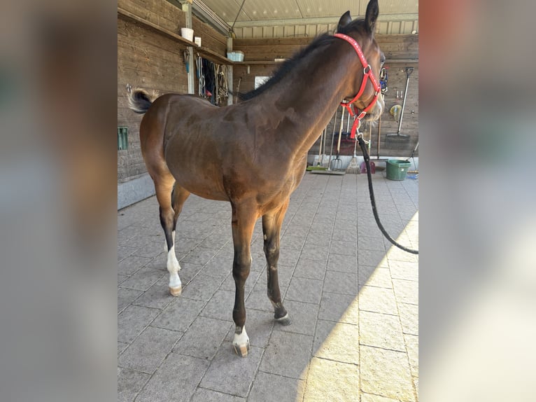 American Quarter Horse Mare Foal (04/2025) 14,2 hh Buckskin in H&#xF6;ringen