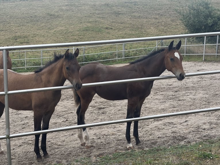 American Quarter Horse Mare Foal (04/2025) 14,2 hh Buckskin in H&#xF6;ringen