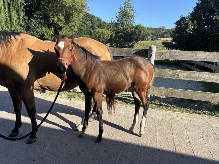 American Quarter Horse Mare Foal (04/2025) 14,2 hh Buckskin in H&#xF6;ringen
