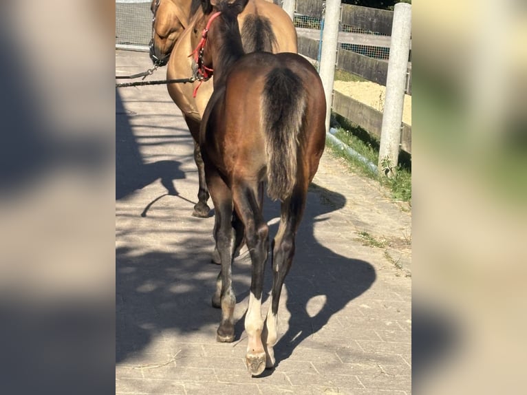 American Quarter Horse Mare Foal (04/2025) 14,2 hh Buckskin in H&#xF6;ringen