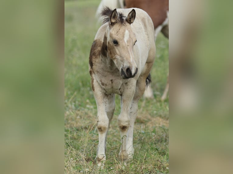 American Quarter Horse Mare  14,2 hh Buckskin in Waldshut-Tiengen
