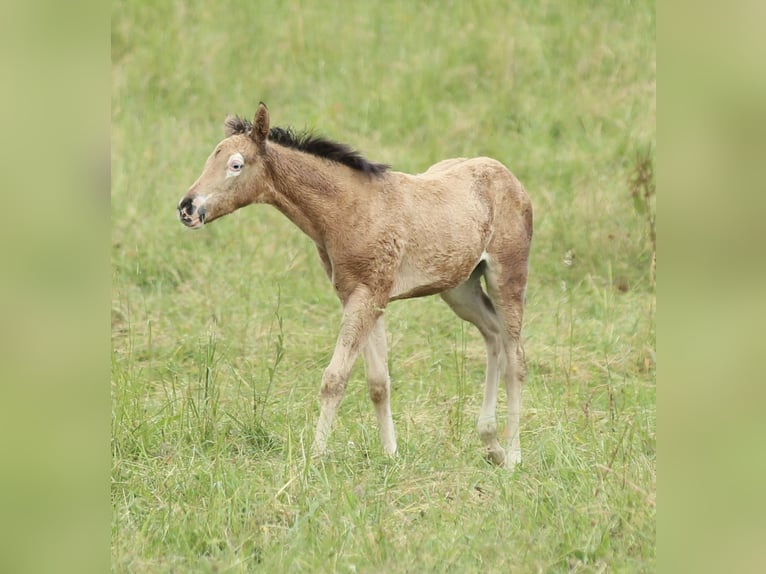 American Quarter Horse Mare  14,2 hh Buckskin in Waldshut-Tiengen