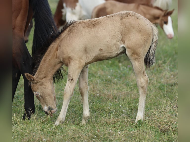 American Quarter Horse Mare  14,2 hh Buckskin in Waldshut-Tiengen