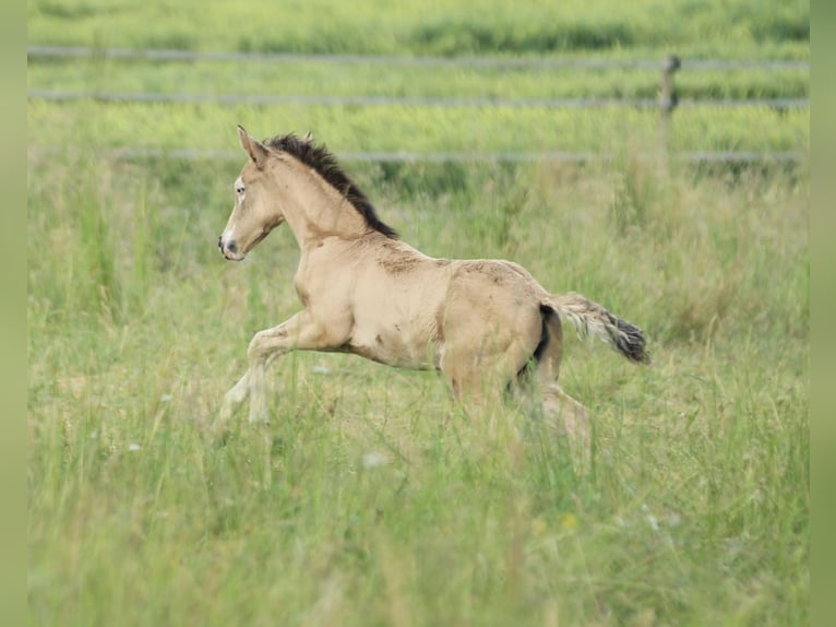 American Quarter Horse Mare  14,2 hh Buckskin in Waldshut-Tiengen