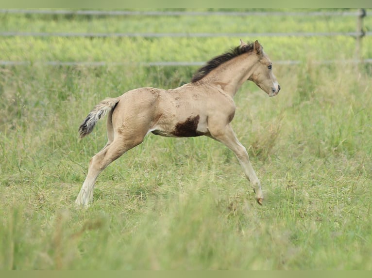 American Quarter Horse Mare  14,2 hh Buckskin in Waldshut-Tiengen