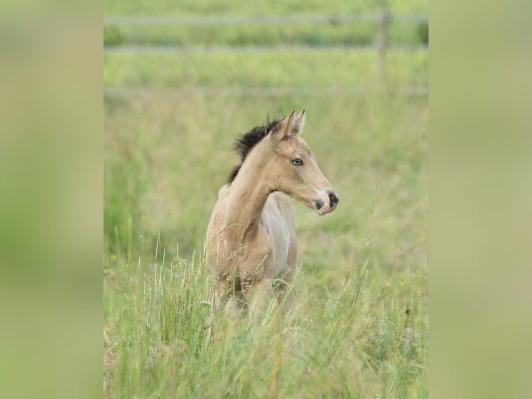 American Quarter Horse Mare  14,2 hh Buckskin in Waldshut-Tiengen