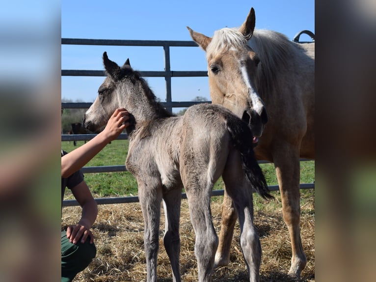 American Quarter Horse Mare  14,2 hh Buckskin in Neustadt Dosse