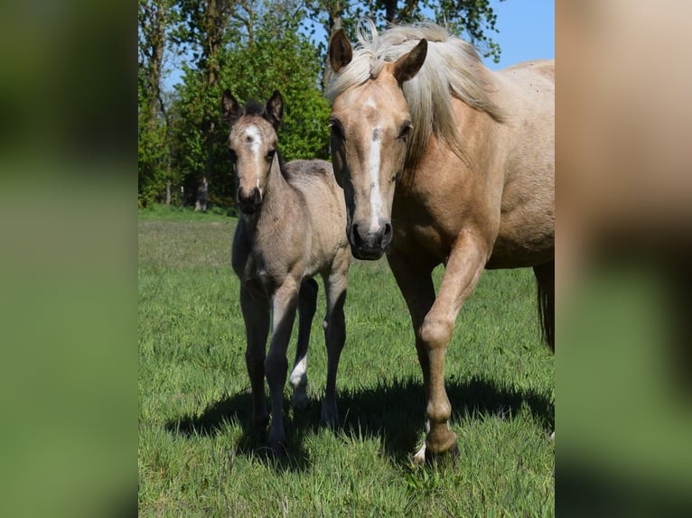 American Quarter Horse Mare  14,2 hh Buckskin in Neustadt Dosse