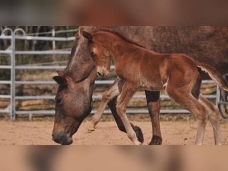 American Quarter Horse Mare Foal (03/2026) 14,2 hh Chestnut-Red in Mehlmeisel
