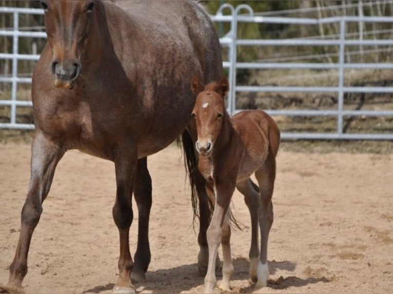 American Quarter Horse Mare Foal (03/2026) 14,2 hh Chestnut-Red in Mehlmeisel