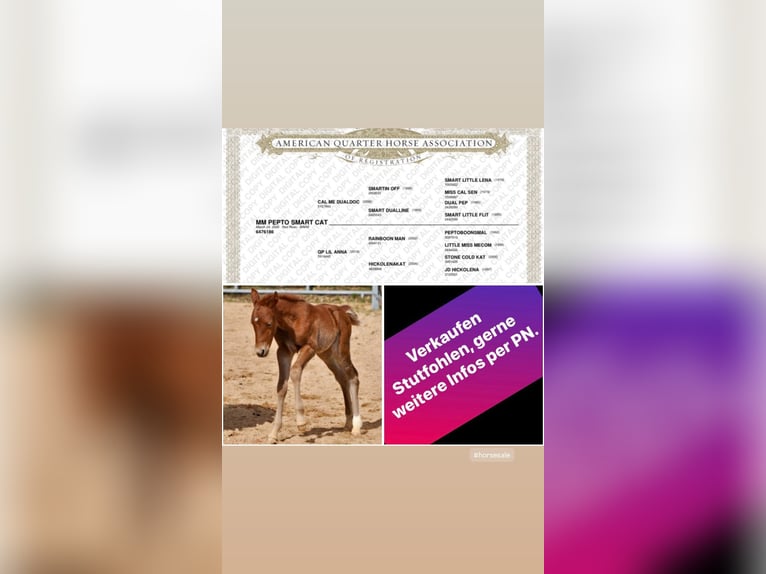 American Quarter Horse Mare Foal (03/2026) 14,2 hh Chestnut-Red in Mehlmeisel