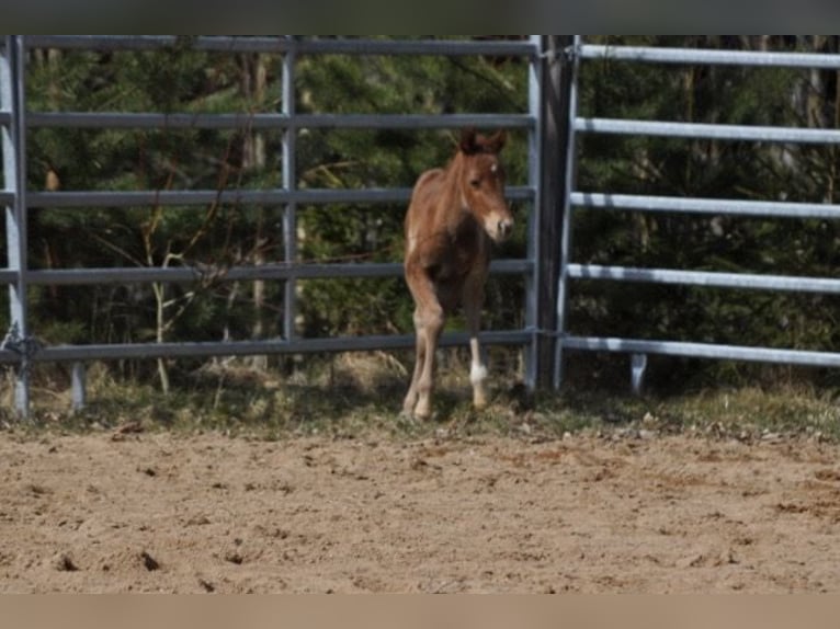American Quarter Horse Mare Foal (03/2026) 14,2 hh Chestnut-Red in Mehlmeisel