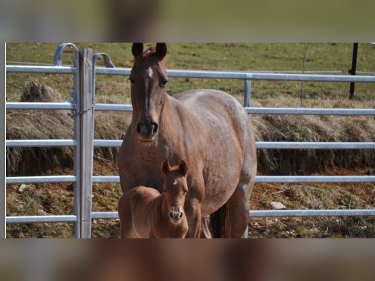 American Quarter Horse Mare Foal (03/2026) 14,2 hh Chestnut-Red in Mehlmeisel