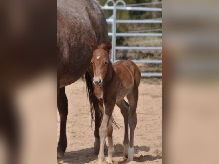 American Quarter Horse Mare Foal (03/2026) 14,2 hh Chestnut-Red in Mehlmeisel