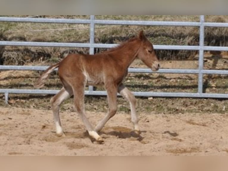 American Quarter Horse Mare Foal (03/2026) 14,2 hh Chestnut-Red in Mehlmeisel
