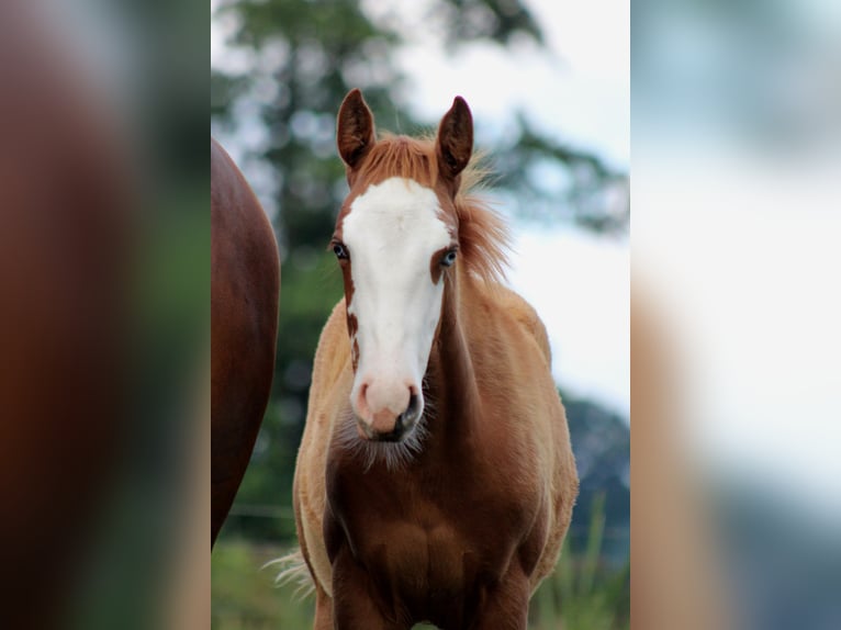 American Quarter Horse Mare Foal (03/2025) 14,2 hh Chestnut-Red in Stade