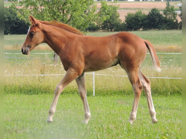 American Quarter Horse Mare Foal (05/2025) 14,2 hh Chestnut-Red in Windigsteig