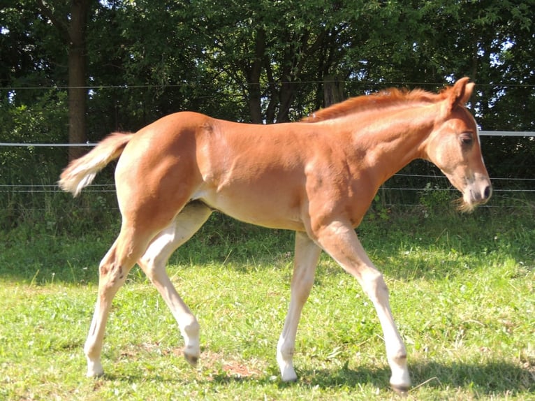 American Quarter Horse Mare Foal (05/2025) 14,2 hh Chestnut-Red in Windigsteig