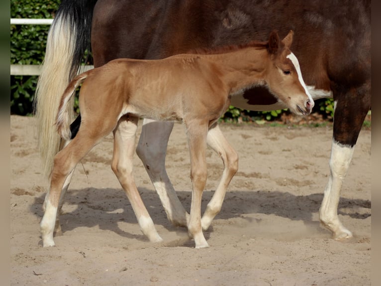 American Quarter Horse Mare Foal (03/2026) 14,2 hh Chestnut-Red in Stade