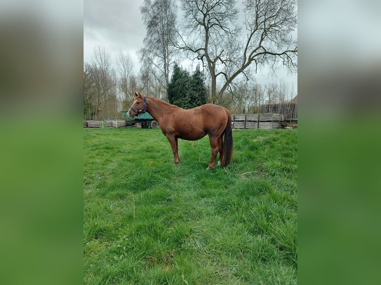 American Quarter Horse Mare  14,2 hh Chestnut in Tongeren